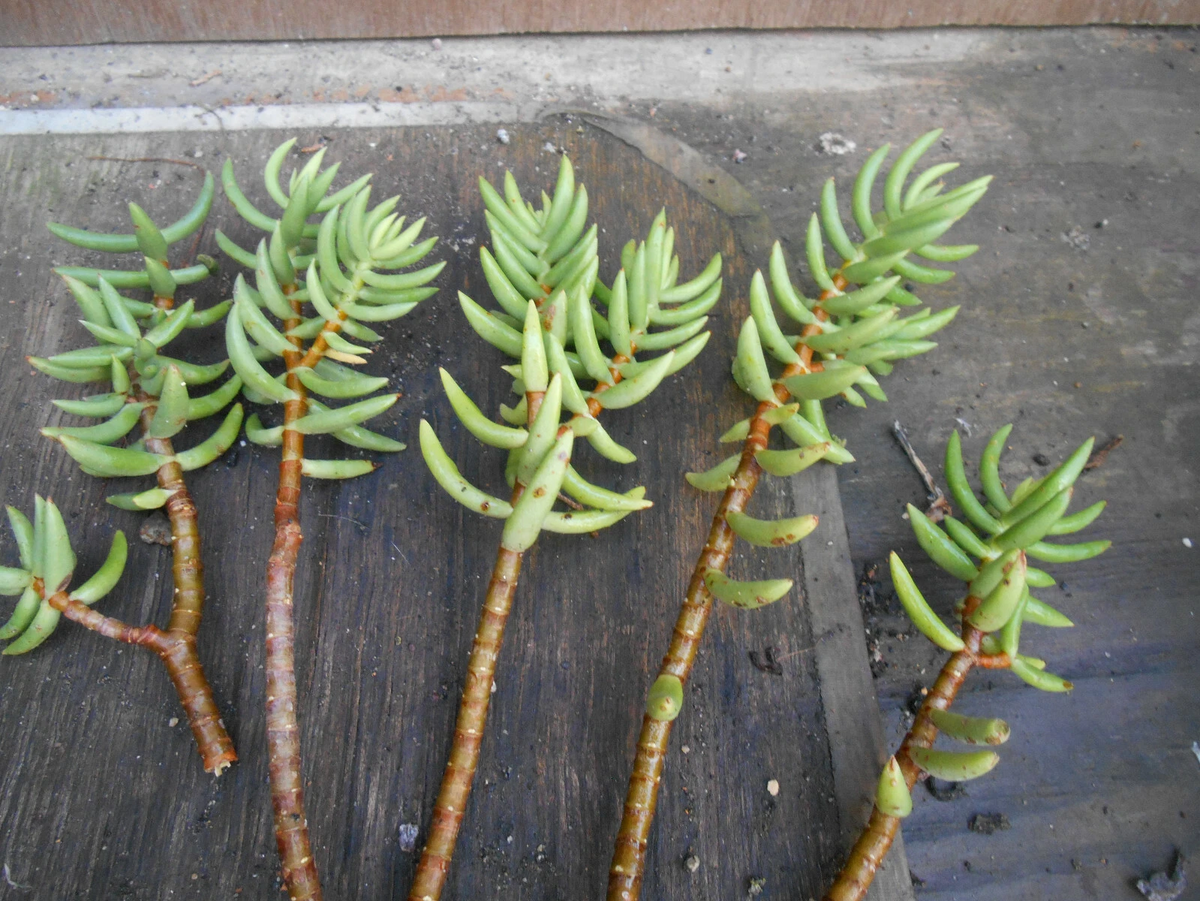 Crassula tetragona Mini Pine Tree Cuttings (5–7 in) – 5 Live Cuttings for Rooting