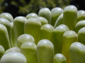 Fenestraria rhopalophylla Seeds (Baby Toes) – 20 Seeds, Mesemb Succulent