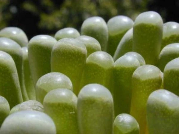 Fenestraria rhopalophylla Seeds (Baby Toes) – 20 Seeds, Mesemb Succulent