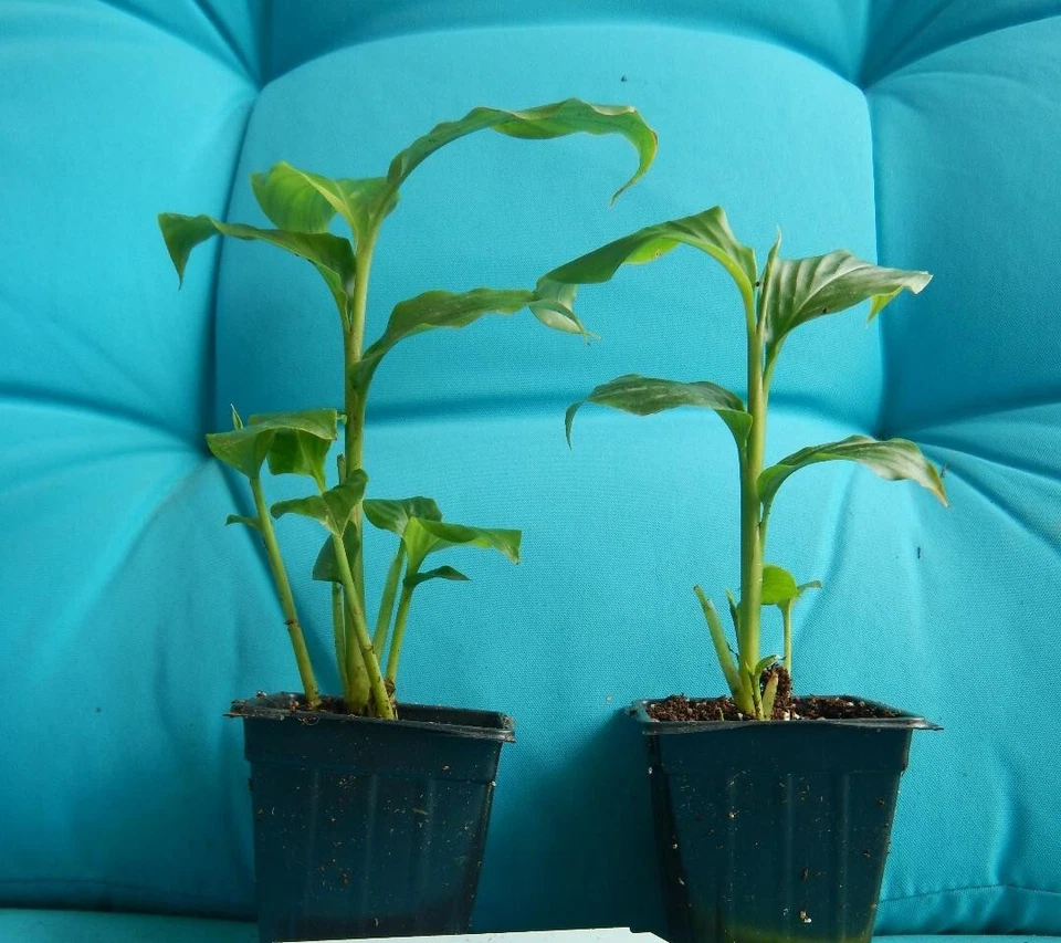 Golden Brush Dwarf Ginger (Burbidgea schizocheila) - Small Rooted Starter Plant