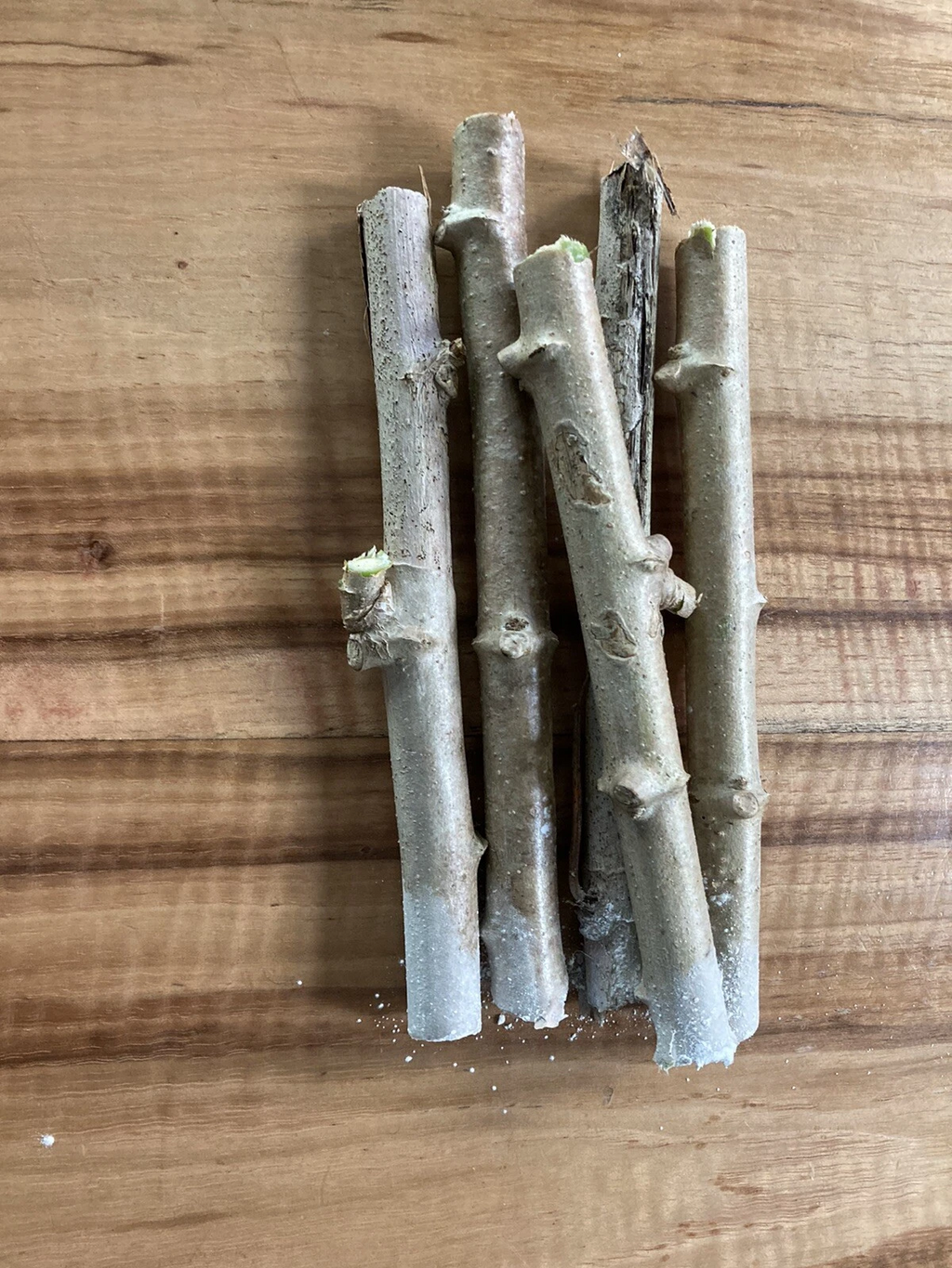 Cassava Yuca Stem Cuttings – 5 Fresh Manihot esculenta Stems with Rooting Support