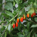 Goji Berry Plant in Pot – Lycium barbarum Starter, Ready to Plant