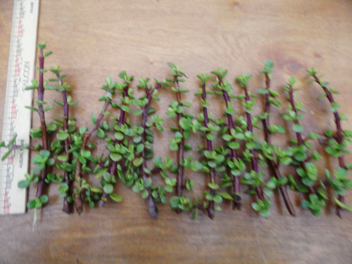 Portulacaria afra Cuttings – 12 Unrooted 6-Inch Spekboom Stems, Red-Stem Variety