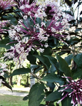 Shooting Star Clerodendrum Cuttings – 6 Unrooted Clerodendrum quadriloculare Stem Cuttings