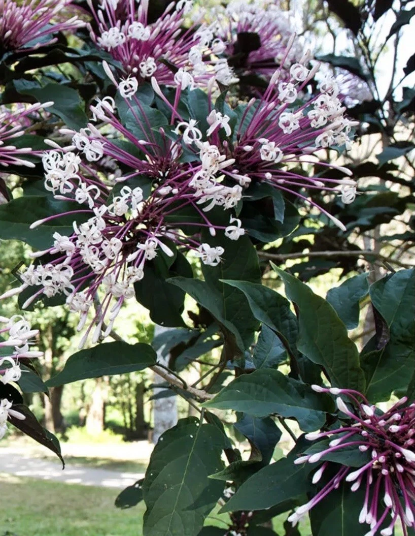Shooting Star Clerodendrum Cuttings – 6 Unrooted Clerodendrum quadriloculare Stem Cuttings
