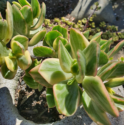 Variegated Jade Cuttings (Crassula ovata Variegata) – 3 Unrooted Starter Cuttings, Yellow-Green