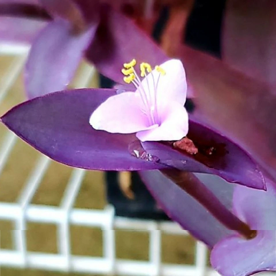 Tradescantia zebrina - 10 Purple Wandering Jew Cuttings (Unrooted) – Easy to Root, Fast-Growing Trailing Plant