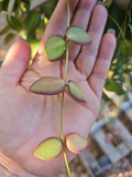 Hoya burtoniae Cutting – 3-Node Unrooted Wax Plant Stem