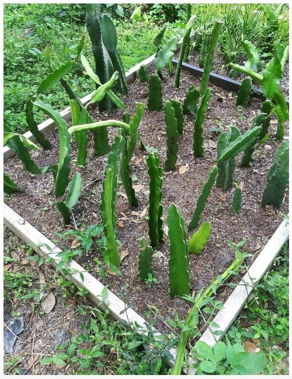 Dragon Fruit Cactus Plant (Hylocereus undatus) 18" Live Potted