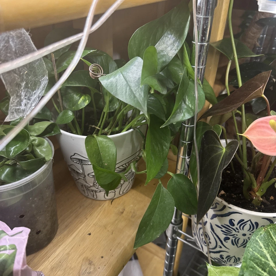 Golden Pothos Rooted Cutting - Epipremnum aureum Starter Plant (Indoor, Easy Care)