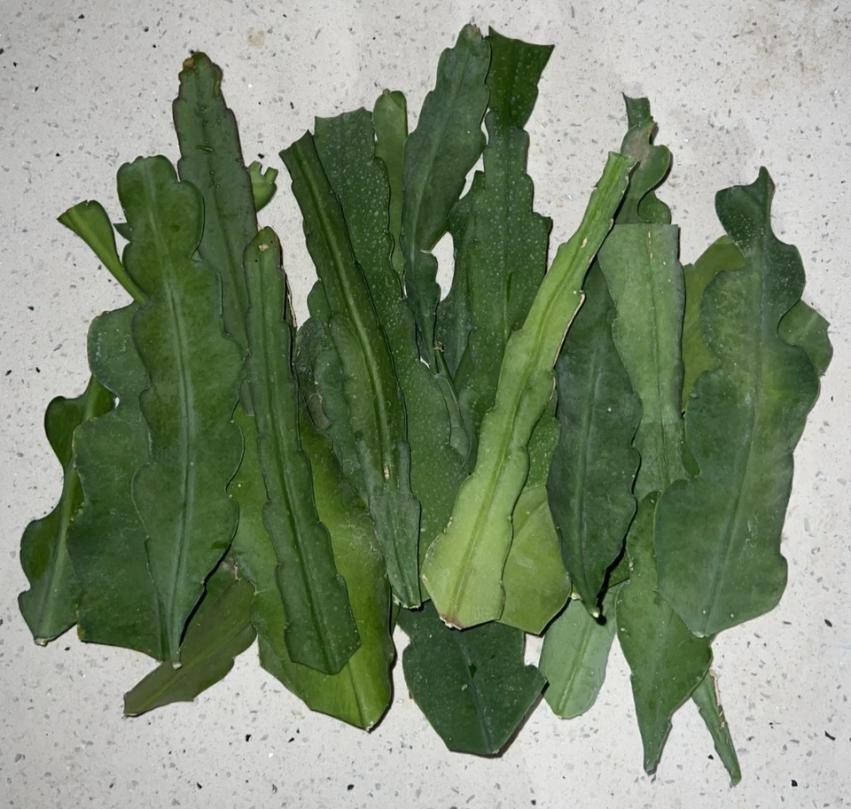 Epiphyllum Orange Swirl Cuttings – 4 Unrooted 7–8