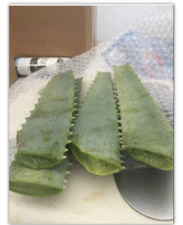 Aloe arborescens Fresh Leaves - 14 oz from 10-Year Mature Plant