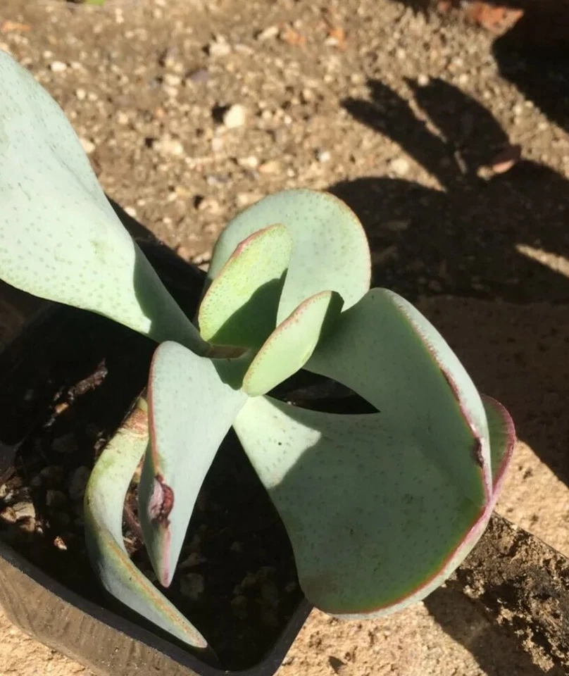 Crassula arborescens Silver Dollar Cutting - Fresh Unrooted Succulent Cutting