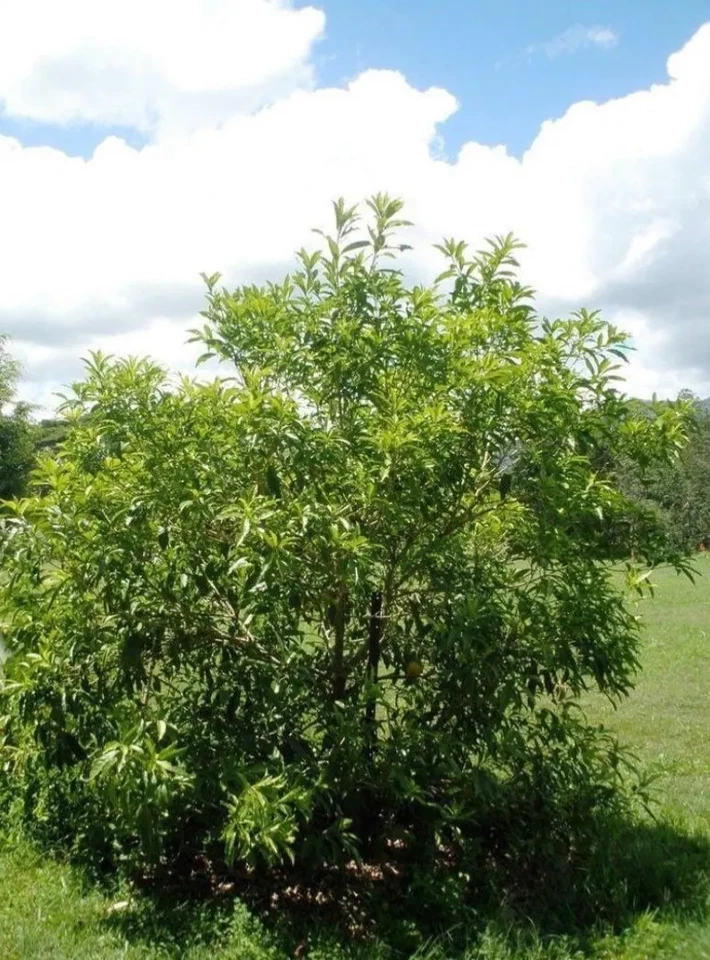 Achacha Garcinia humilis Unrooted Cutting – Fresh Tropical Fruit Tree Cutting
