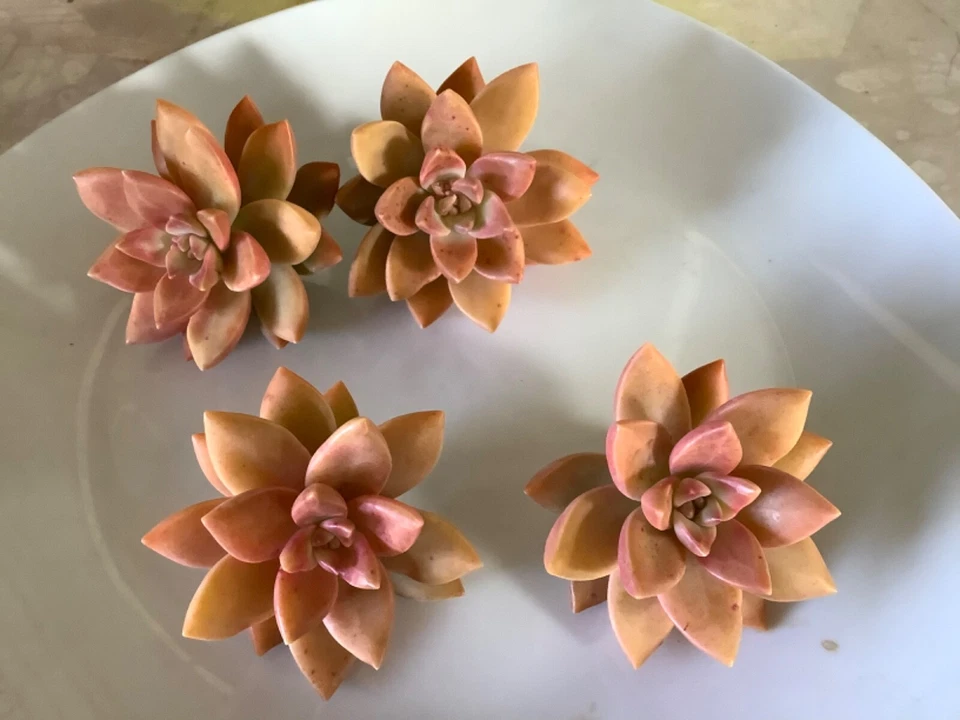 Graptosedum California Sunset Cuttings - 4 Unrooted 2–3" Peaches & Pink Rosettes
