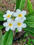 Plumeria (Frangipani) Cutting – Live, Unrooted Stem in Flower Color Shown