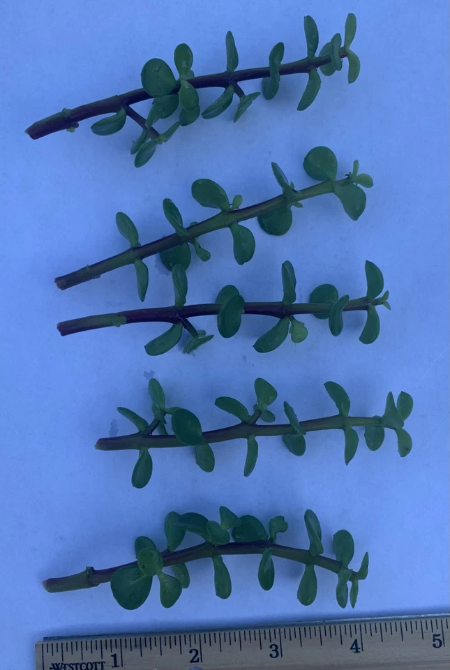 Jade Plant Cuttings – 5 Pack, 4" Crassula Ovata Stem Cuttings for Rooting