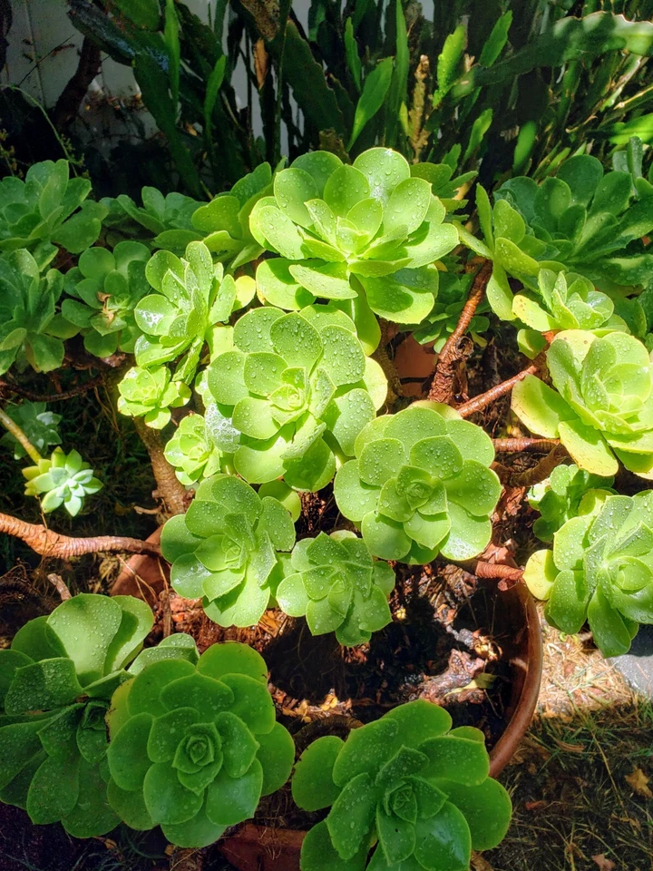 Aeonium arboreum Succulent - Well-Rooted Plant + 2 Bonus Unrooted Cuttings