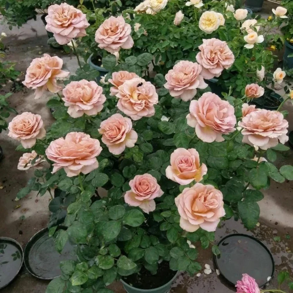 Cafe Latte Rose Cuttings – 3 Unrooted Scions for Rooting or Grafting