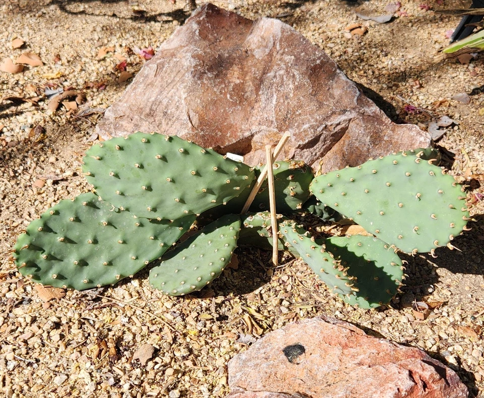 Opuntia macrorhiza Plains Prickly Pear — 1 Fresh Unrooted Cactus Pad Cutting, Cold-Hardy
