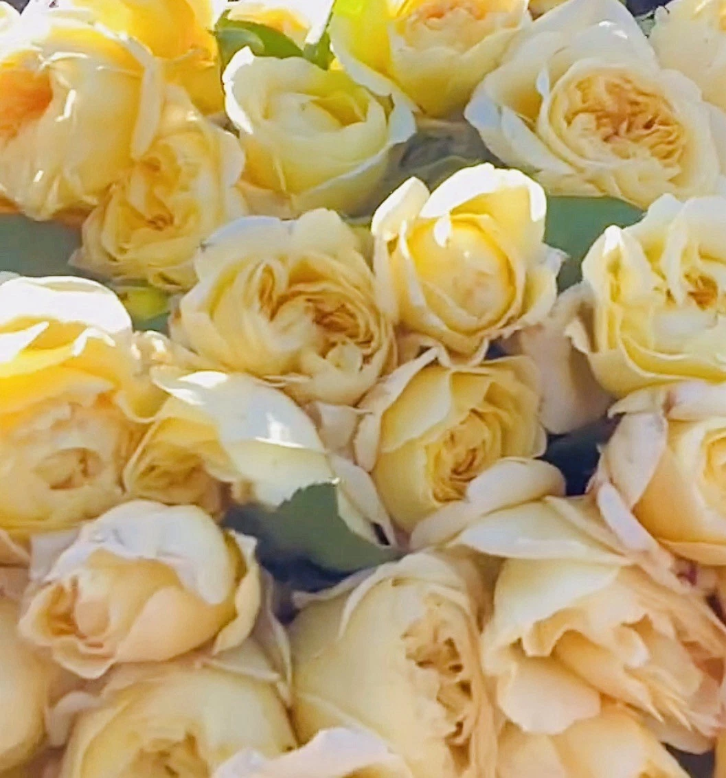 Moonlight Romantica Rose Cuttings – 3 Unrooted 6" Stems