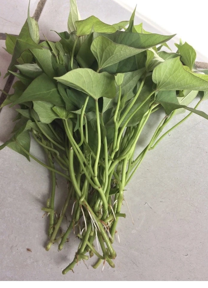 Okinawa Purple Sweet Potato Slips (Ipomoea batatas) – 10 Organic Fresh Cuttings