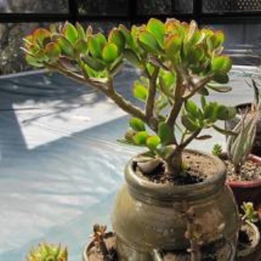 Crassula ovata ‘Crosby’s Compact’ Jade Plant – 1 Live Plant + Bonus Cutting