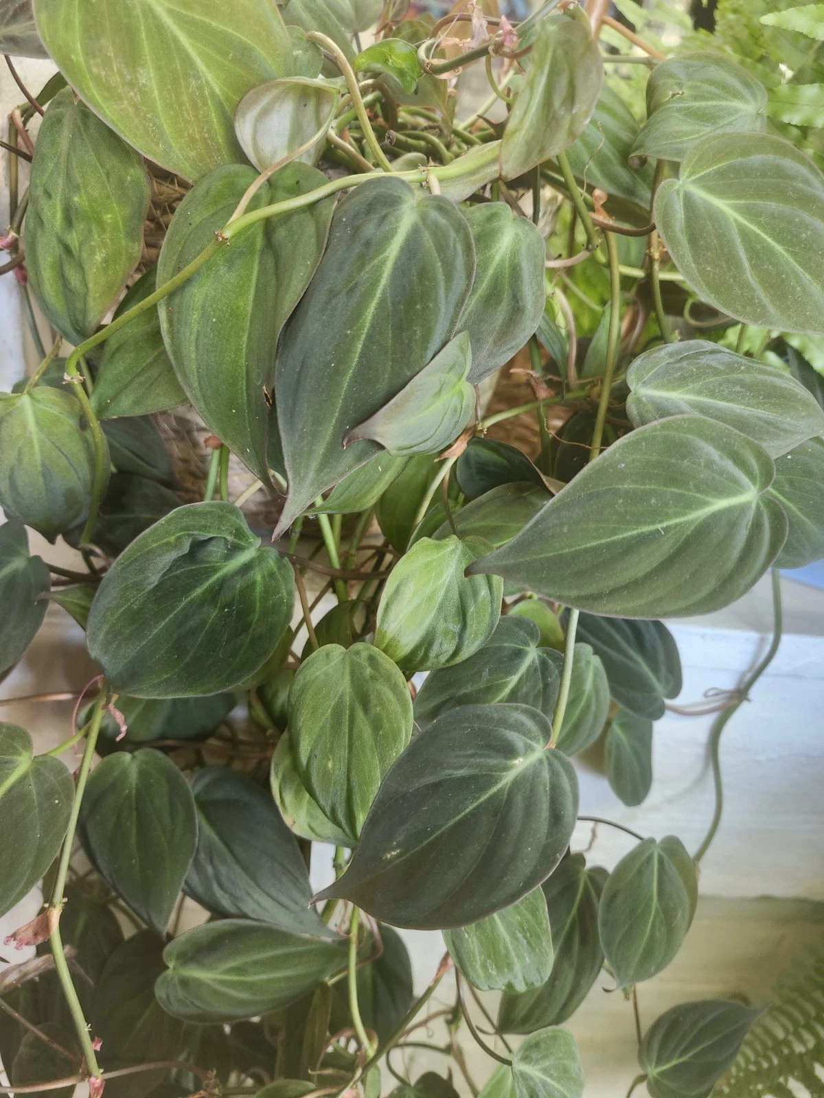 Philodendron Micans Unrooted Cuttings — 6 Velvet Bronze-Green Trailing Aroid, Easy Starter