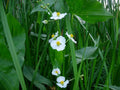 Sagittaria latifolia Seeds | Common Arrowhead (Duck Potato) 500 Seeds for Ponds & Wetlands