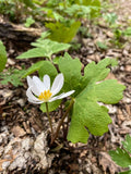 Bloodroot (Sanguinaria canadensis) Bare Root Plants — 9 Live Perennials for Shade Gardens