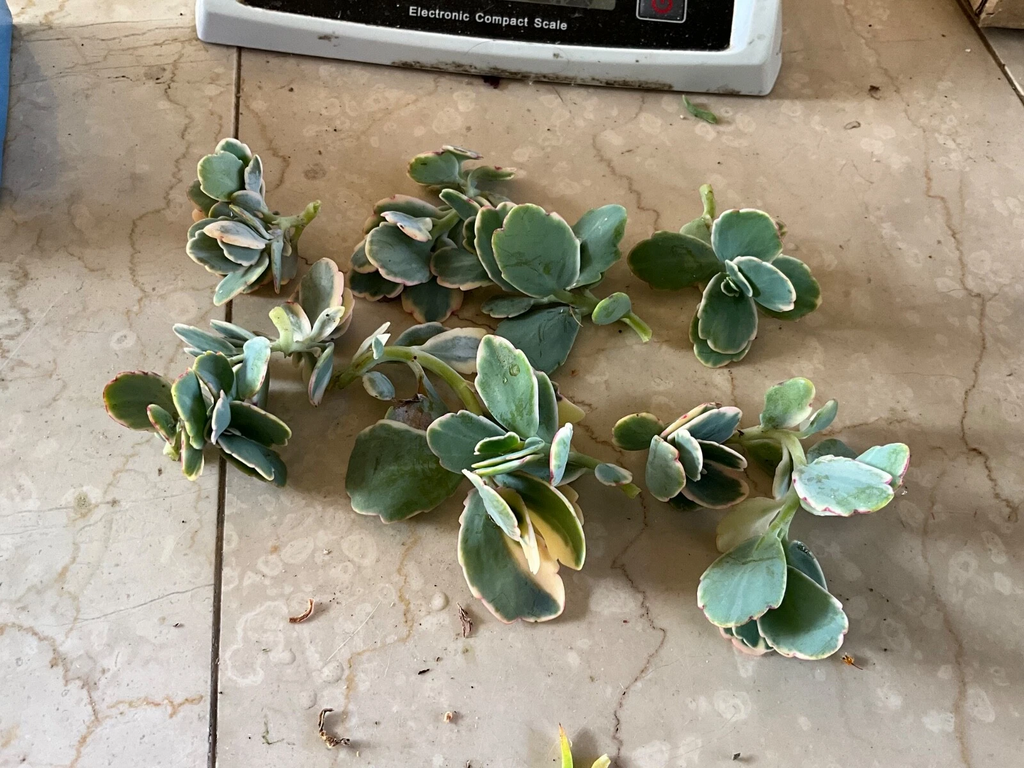 Kalanchoe fedtschenkoi Lavender Scallops Live Plant Cutting | Lavender Edges Succulent