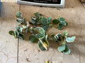Kalanchoe fedtschenkoi Lavender Scallops Live Plant Cutting | Lavender Edges Succulent