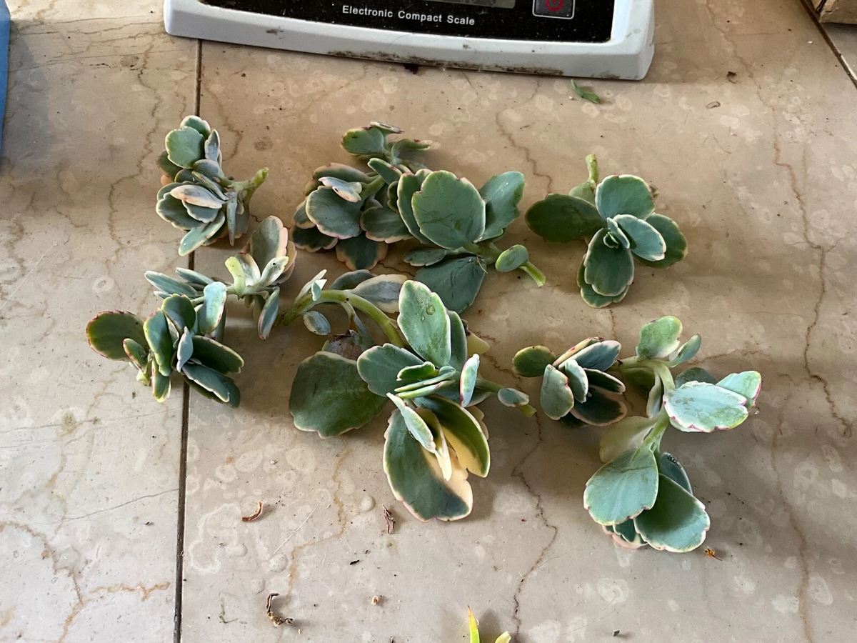 Kalanchoe fedtschenkoi Lavender Scallops Live Plant Cutting | Lavender Edges Succulent
