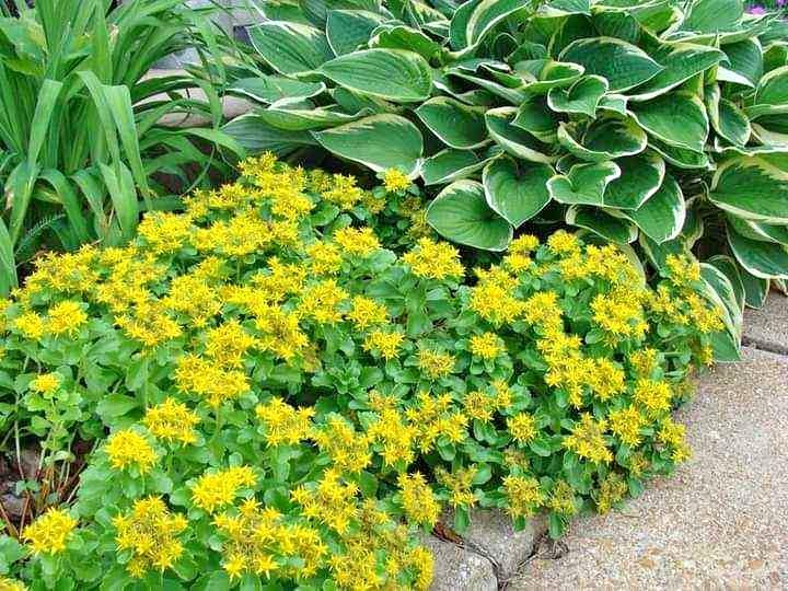 Golden Creeping Sedum (Sedum kamtschaticum) Bare Root Starter Plant - Drought Tolerant Ground Cover