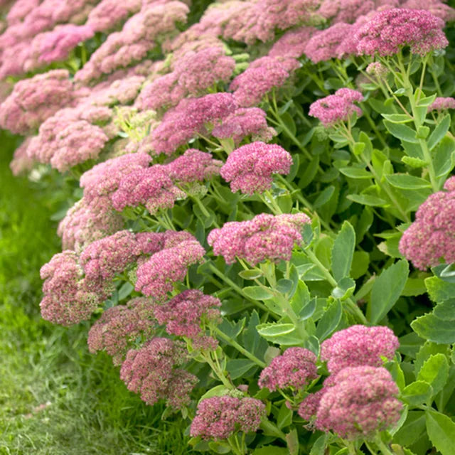 Sedum Autumn Joy Bare Root Starter Plant | Drought-Tolerant Perennial with Pink Blooms