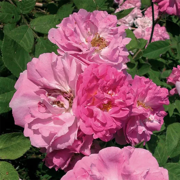 8 Pink Seven Sisters Rose Cuttings – Unrooted Heirloom Climbing Rose