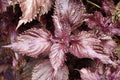 Perilla frutescens 'Shiso' - 2 Bare Root Red/Purple Shiso Plants