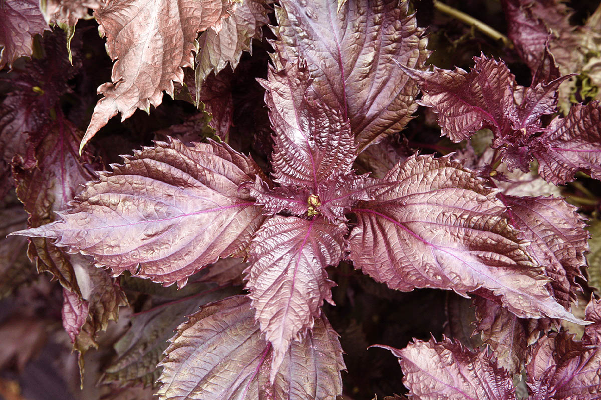 Perilla frutescens 'Shiso' - 2 Bare Root Red/Purple Shiso Plants
