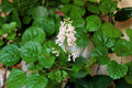 4 Live Bare Root Swedish Ivy Plants (Plectranthus verticillatus) - Creeping Charlie, Indoor Ground Cover