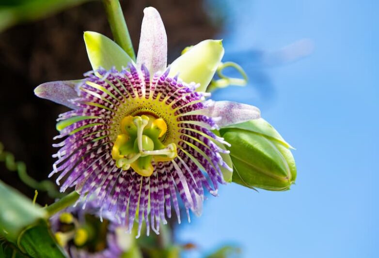 Passiflora Bounty Passiflora Vine – Cold-Hardy Passion Fruit Plant, Live