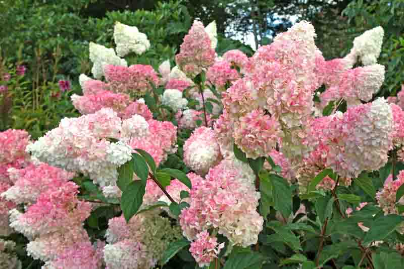 Vanilla Strawberry Hydrangea Cuttings (Renhy) - 4 Unrooted, 6–8 in, 3–8 mm Diam | Panicle Hydrangea for Rooting/Grafting