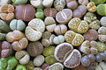 Lithops Living Stones – 10 Bare-Root Live Lithops Succulents | Rare Imported Variety