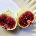 Smith Fig Cuttings (Ficus carica) - 2 Unrooted 6-8" | Rare Heirloom Fig Variety