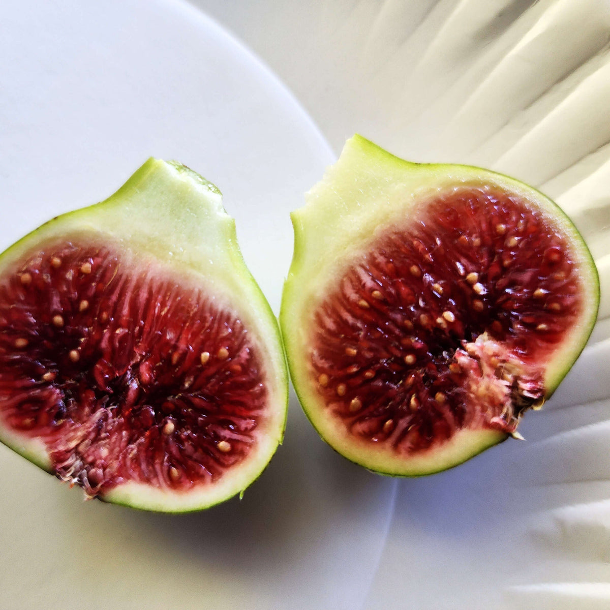 Smith Fig Cuttings (Ficus carica) - 2 Unrooted 6-8" | Rare Heirloom Fig Variety