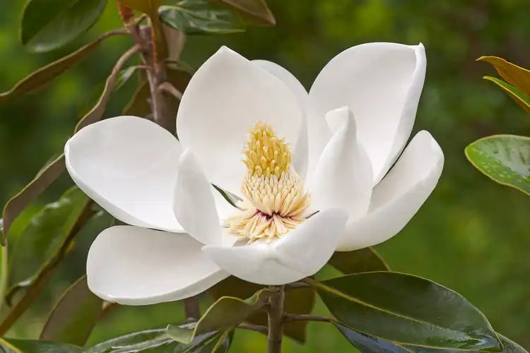 Southern Magnolia Tree (Magnolia grandiflora) - Evergreen Fragrant Flowering Live Plant in 2.5" Pot
