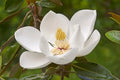 Southern Magnolia Tree (Magnolia grandiflora) - Evergreen Fragrant Flowering Live Plant in 2.5" Pot