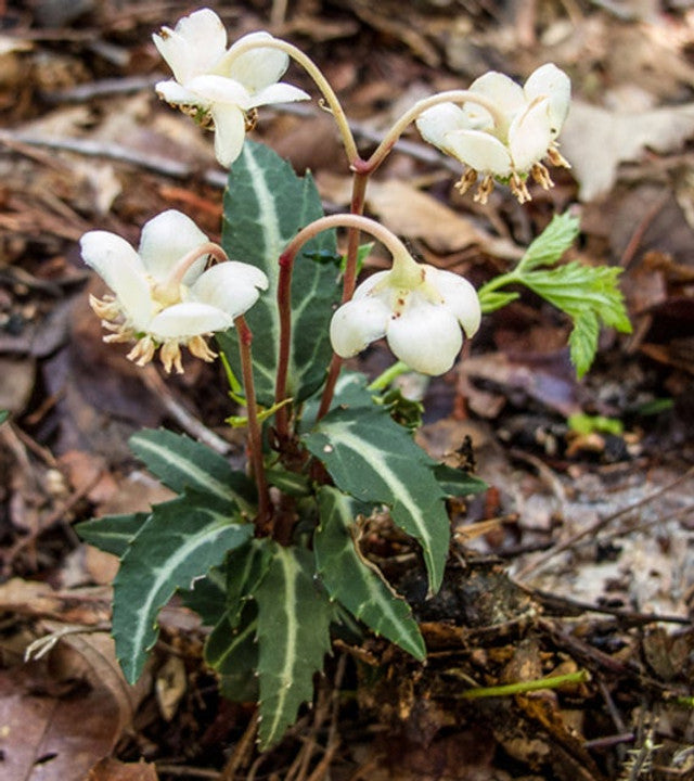Rat’s Vein Plants (Chimaphila maculata) Bare-Root | Spotted Wintergreen, 10 Plants