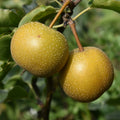 Hosui Pear Cutting (Pyrus pyrifolia ‘Hosui’) – Unrooted Cutting for Rooting or Grafting