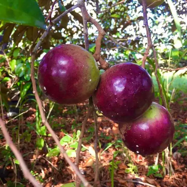 Star Apple Cuttings (Caimito) - 4 Unrooted 5–6" for Grafting | Chrysophyllum cainito
