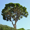 Stone Pine Tree (Pinus pinea) - Italian Umbrella Pine Seedlings (2) - Evergreen